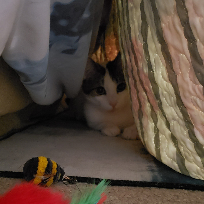 Esper The Catfriend