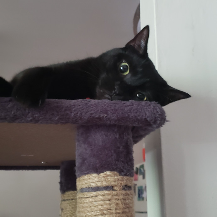 Esper The Catfriend