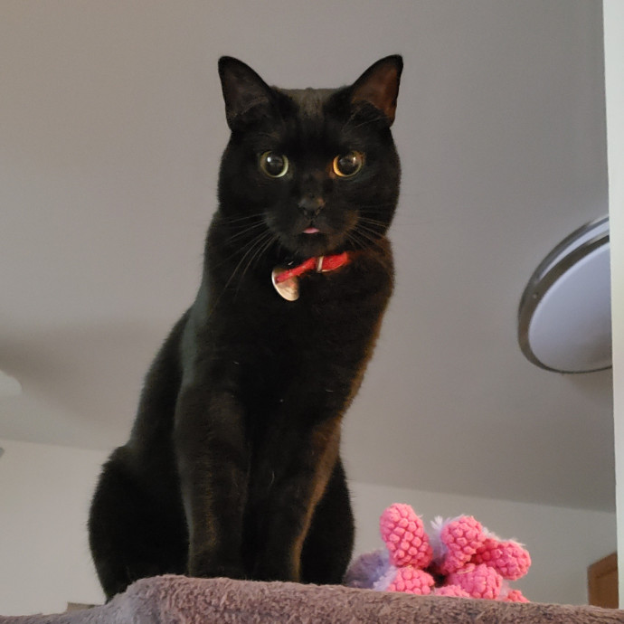Esper The Catfriend