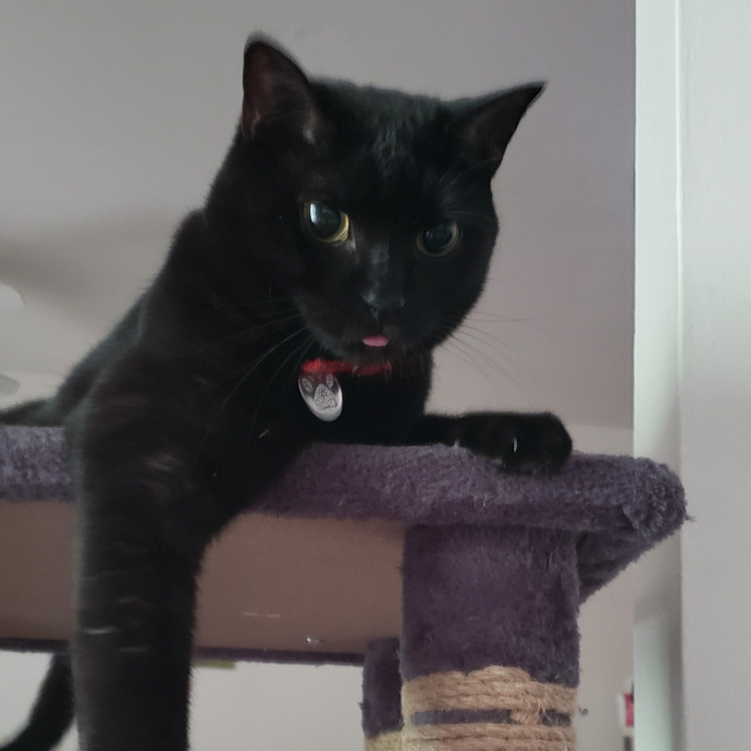 Esper The Catfriend