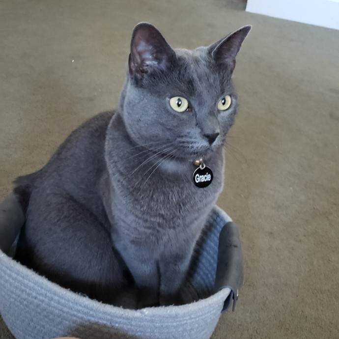 Esper The Catfriend