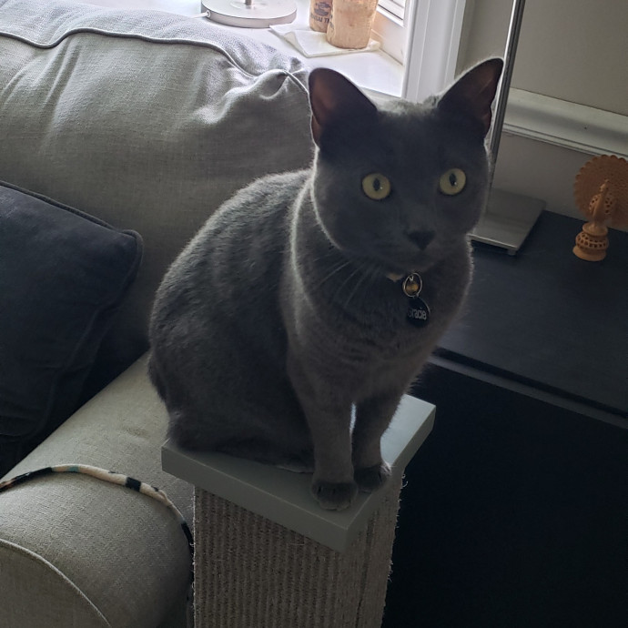 Esper The Catfriend