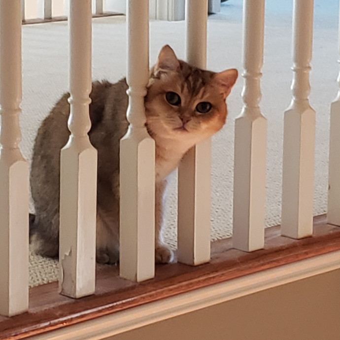 Esper The Catfriend