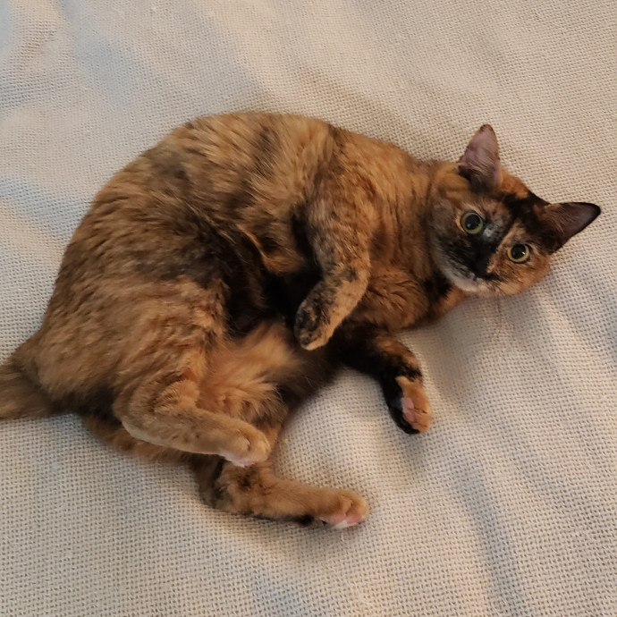 Esper The Catfriend