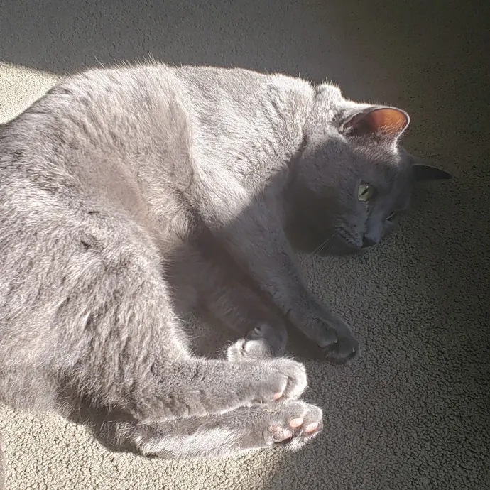 Esper The Catfriend