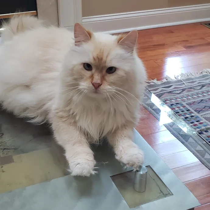 Esper The Catfriend