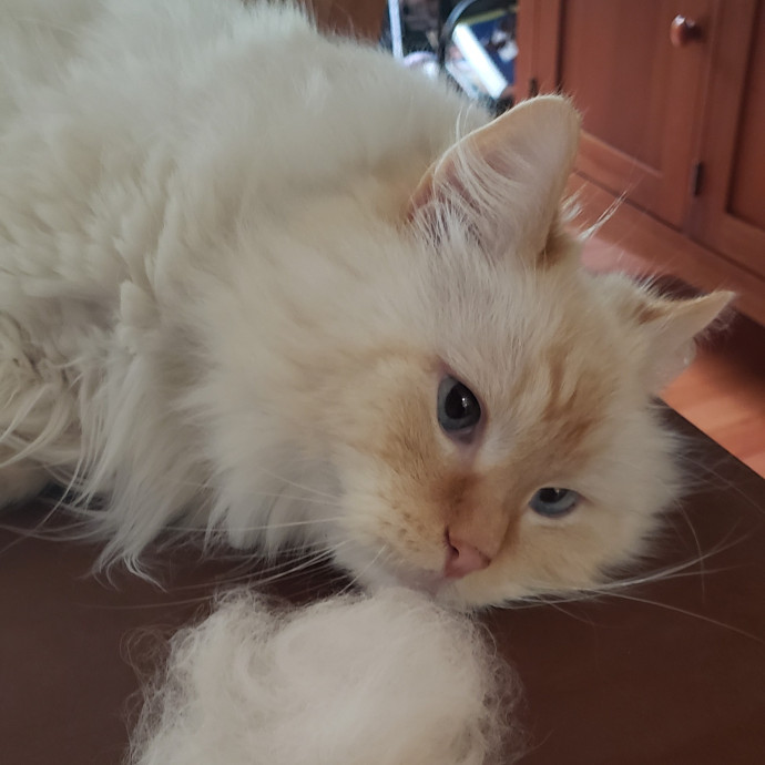 Esper The Catfriend