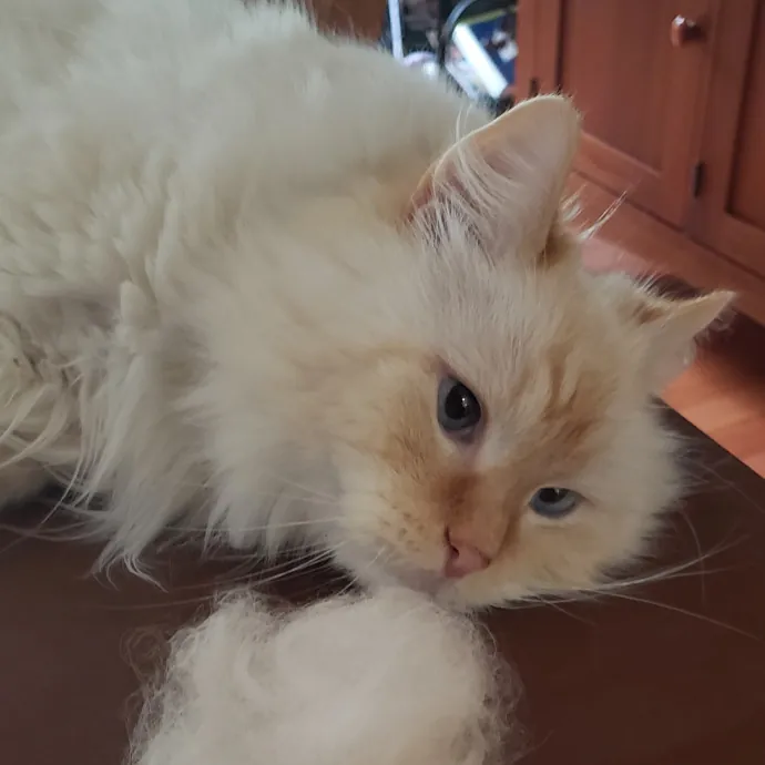 Esper The Catfriend