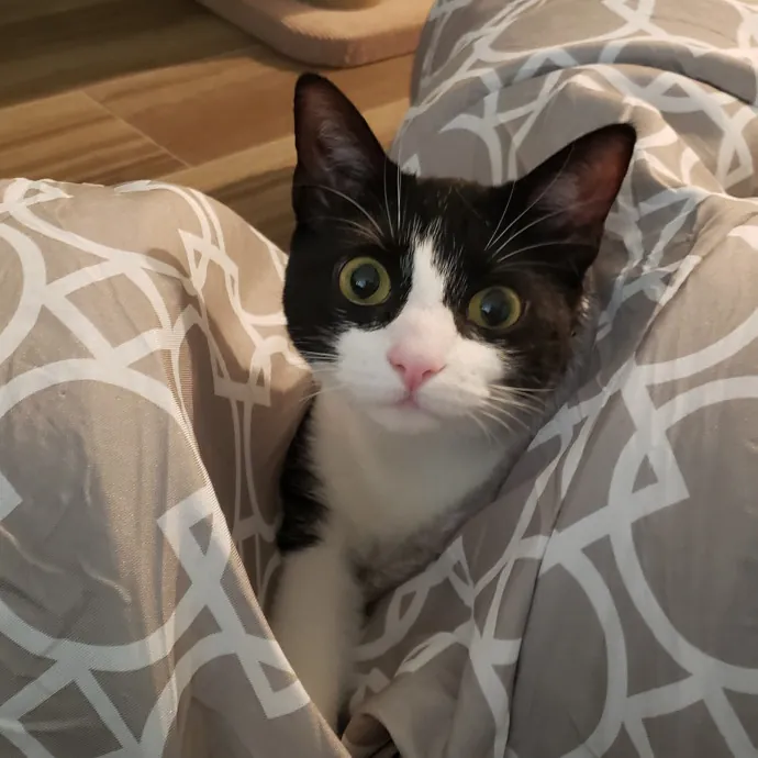 Esper The Catfriend
