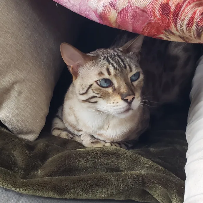 Esper The Catfriend