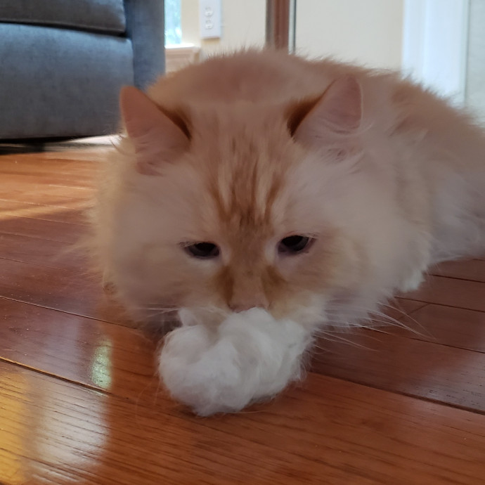 Esper The Catfriend