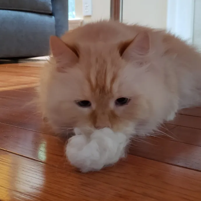 Esper The Catfriend