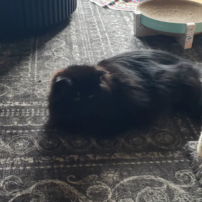 Esper The Catfriend