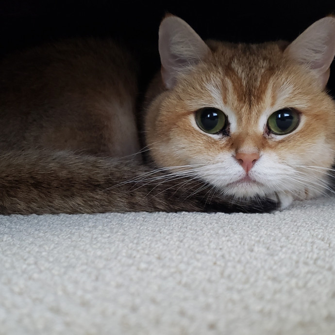 Esper The Catfriend