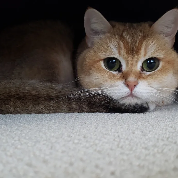 Esper The Catfriend