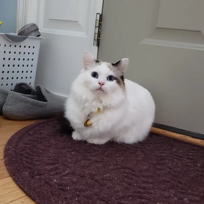 Esper The Catfriend