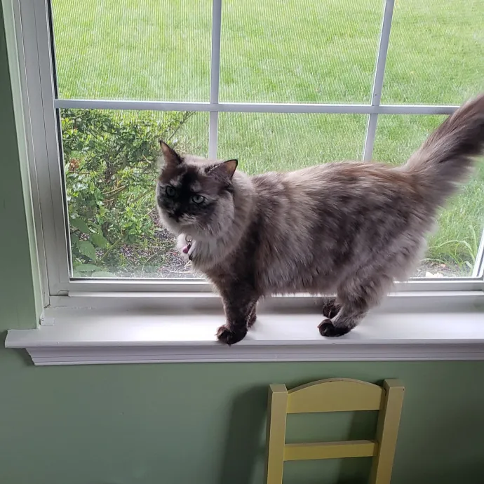 Esper The Catfriend