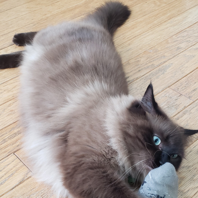 Esper The Catfriend