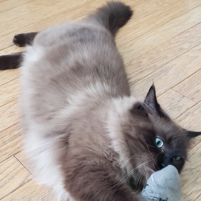 Esper The Catfriend
