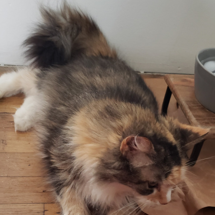 Esper The Catfriend