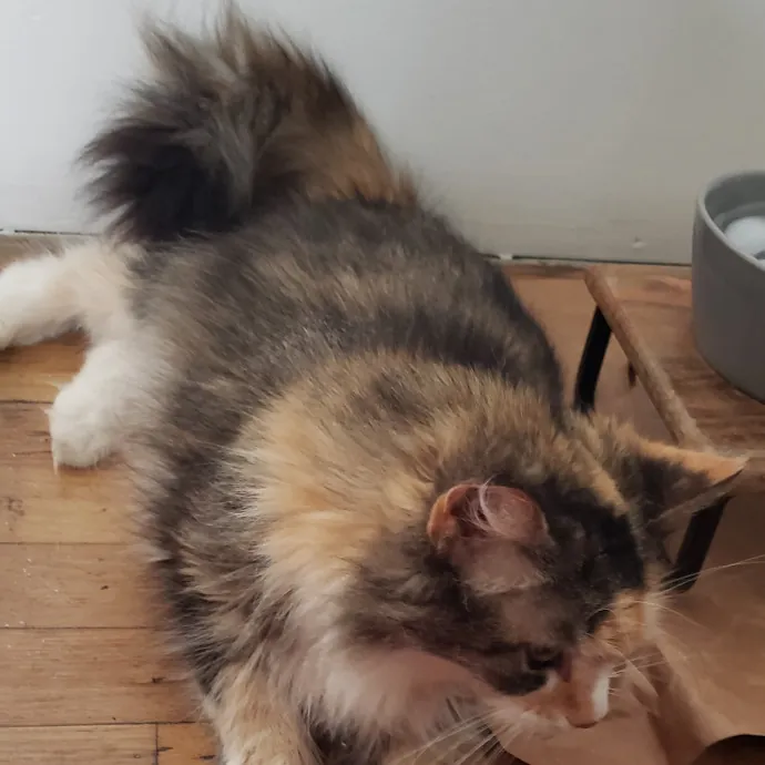 Esper The Catfriend