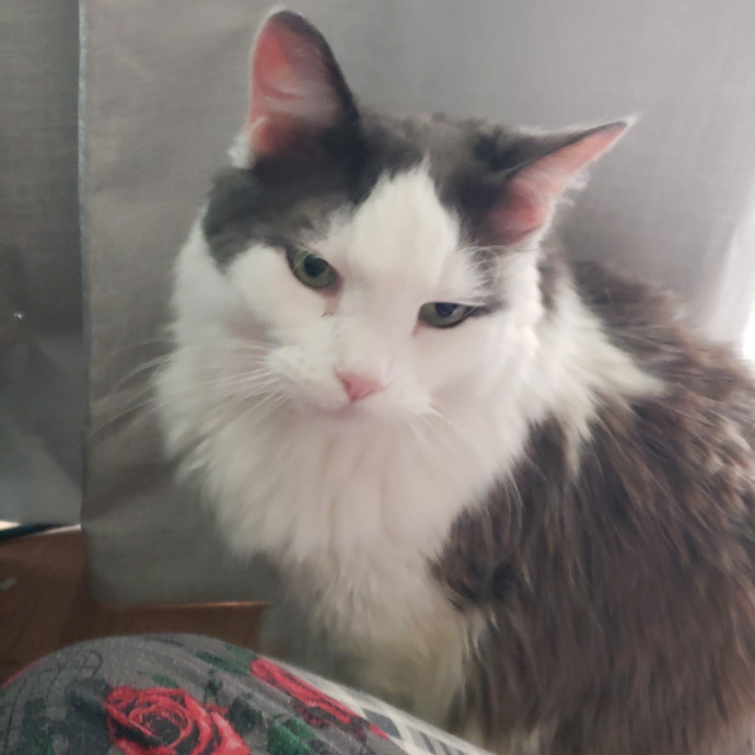 Esper The Catfriend