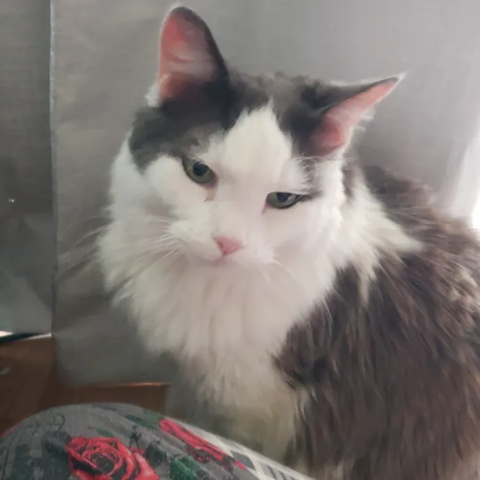 Esper The Catfriend