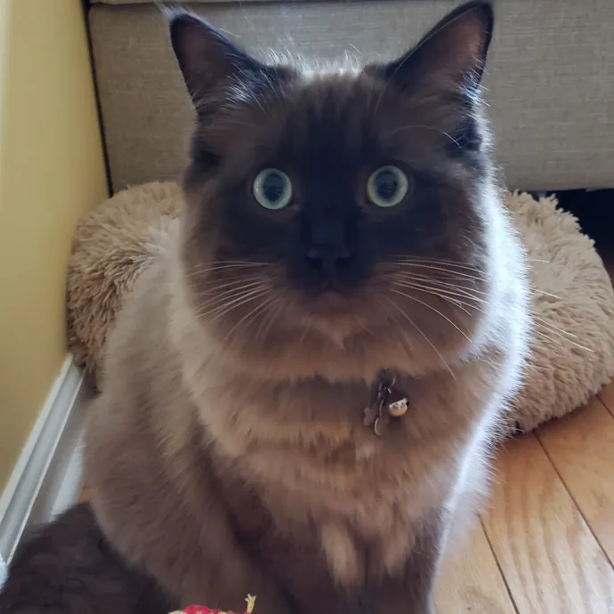 Esper The Catfriend