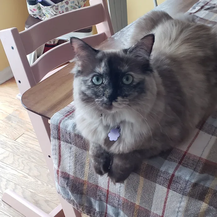 Esper The Catfriend