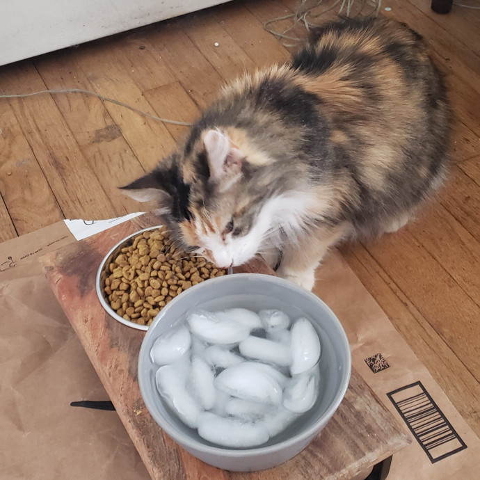 Esper The Catfriend