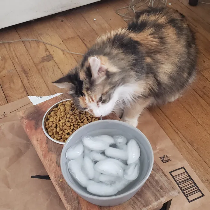 Esper The Catfriend