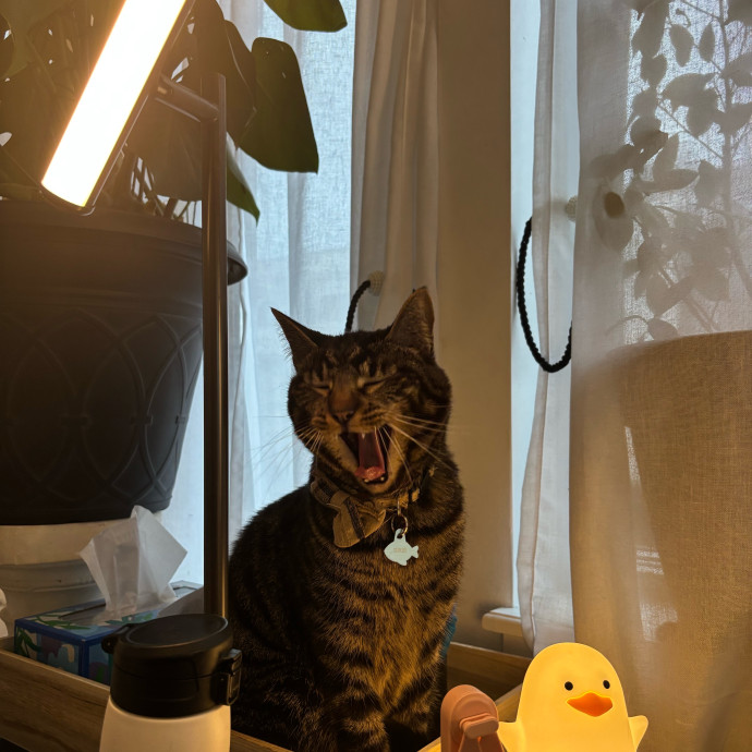 Professional Cat Lover photo 3