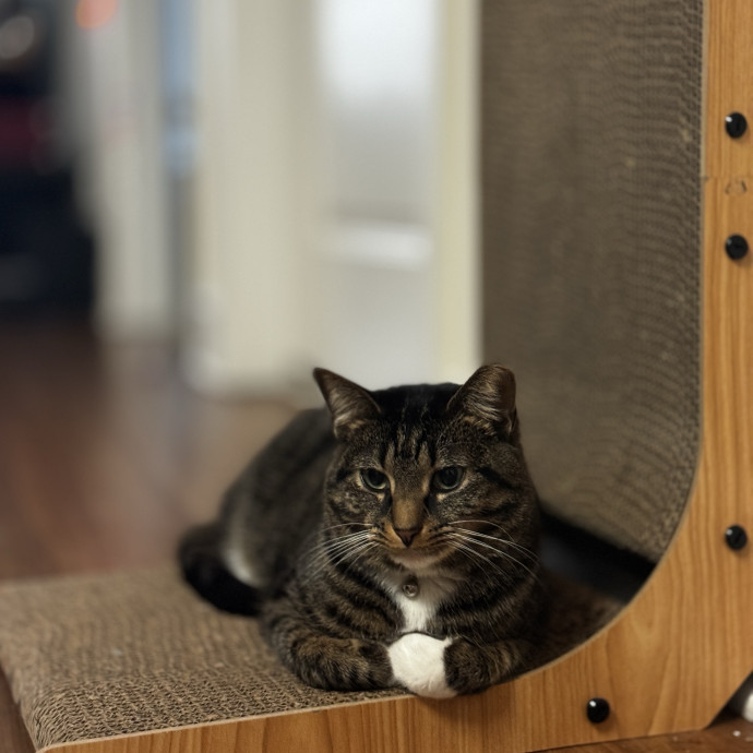 Patient And Gentle Cat Sitter