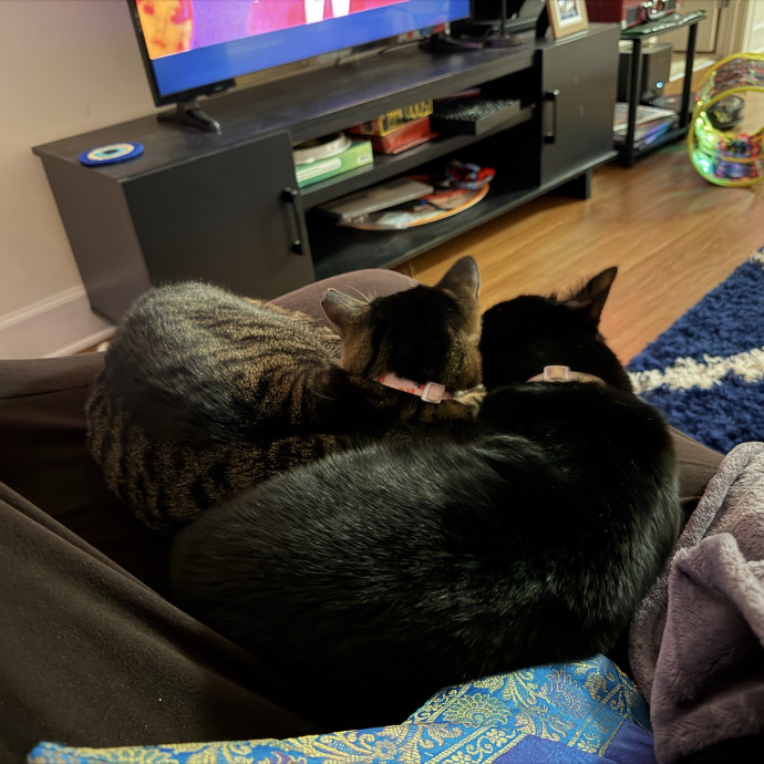 Patient And Gentle Cat Sitter photo 3