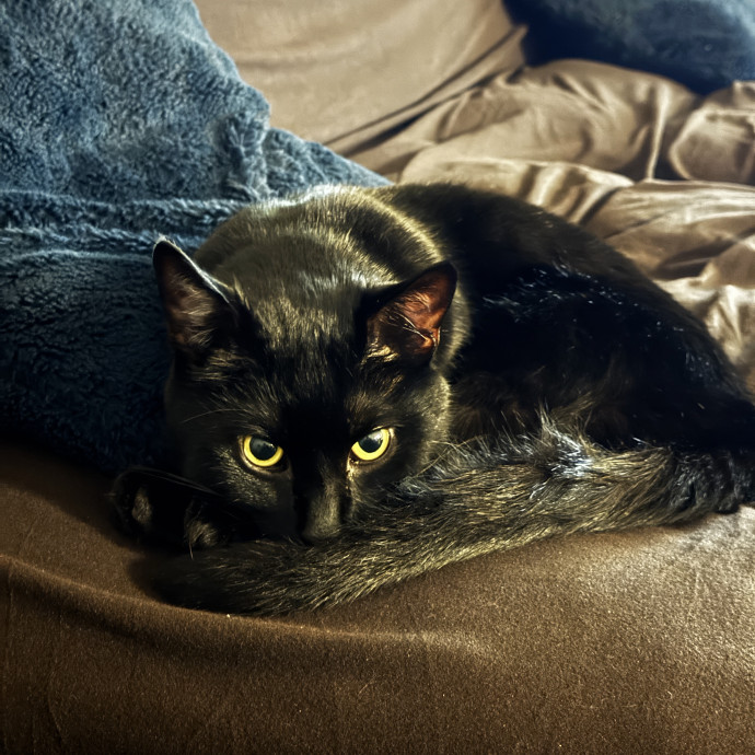 Patient And Gentle Cat Sitter photo 2