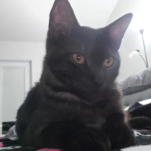 Pam's Purrfect Cat Sitting