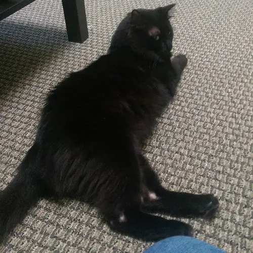 Pam's Purrfect Cat Sitting