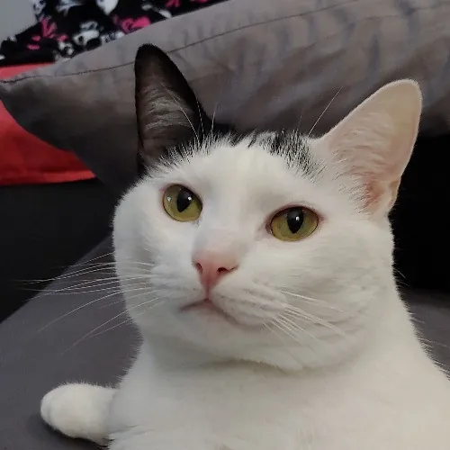 Pam's Purrfect Cat Sitting