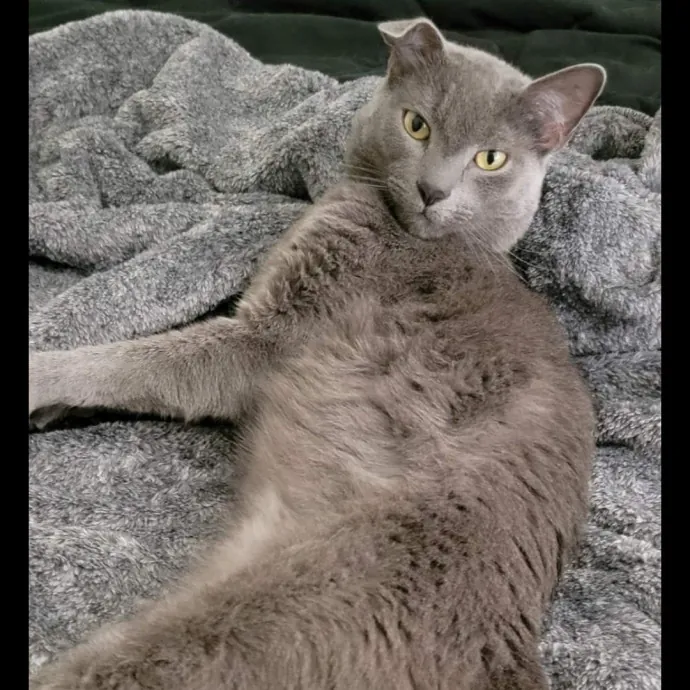 Pam's Purrfect Cat Sitting