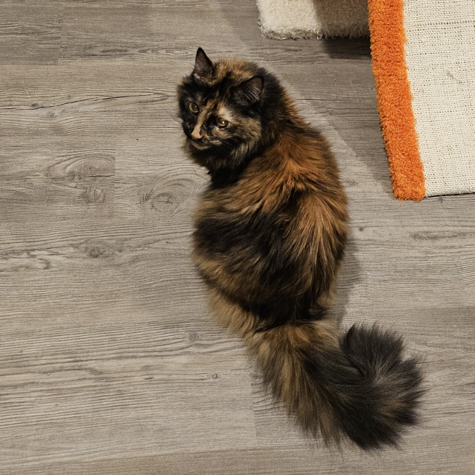 Pam's Purrfect Cat Sitting
