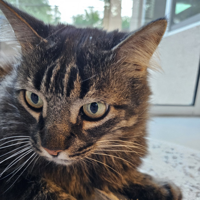 Pam's Purrfect Cat Sitting