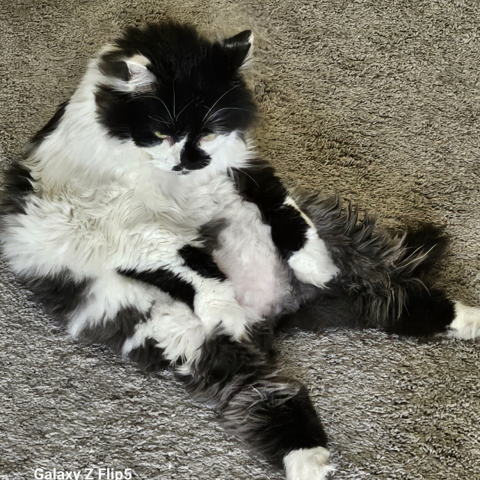 Pam's Purrfect Cat Sitting