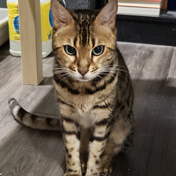 Pam's Purrfect Cat Sitting photo 3