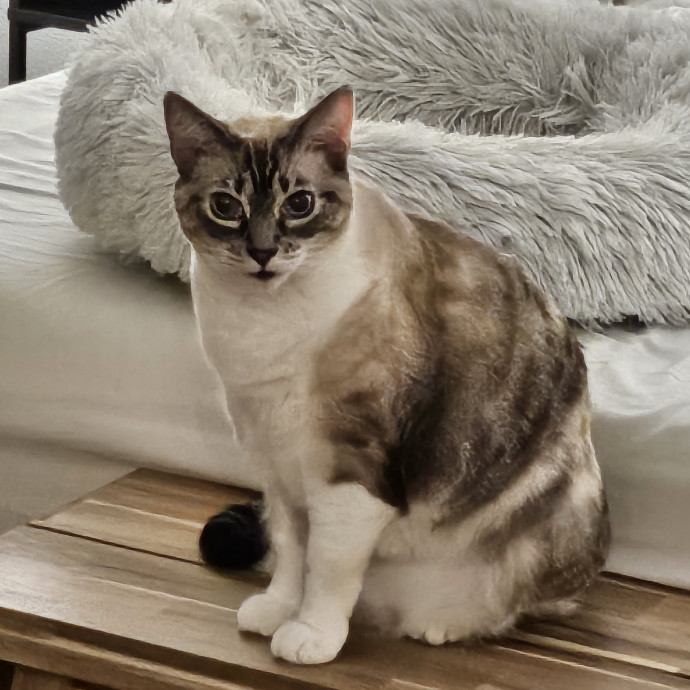 Pam's Purrfect Cat Sitting photo 2