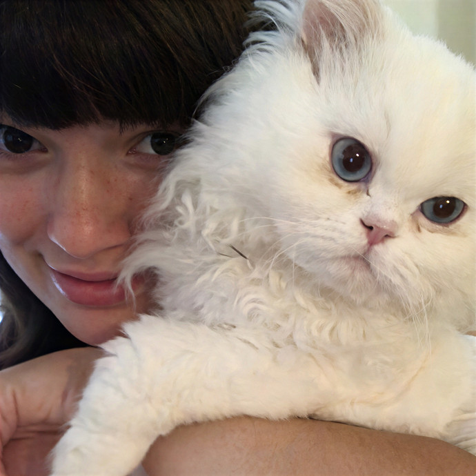 Callie's Cat Caravan