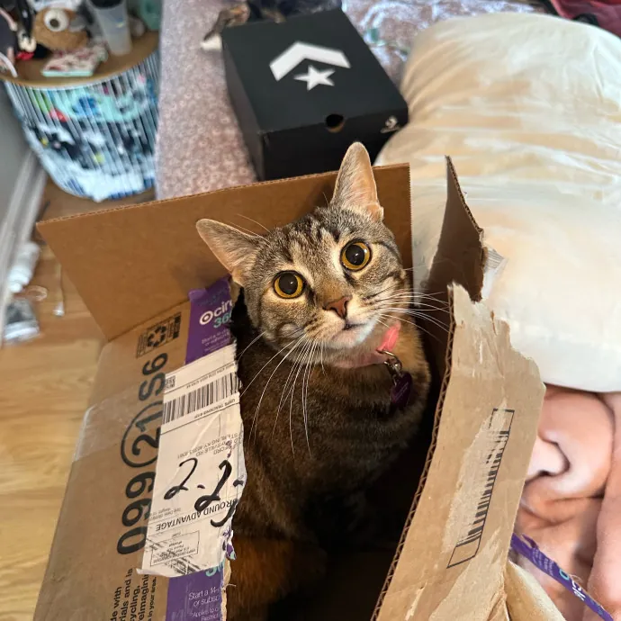 Laney The Cat Whisperer