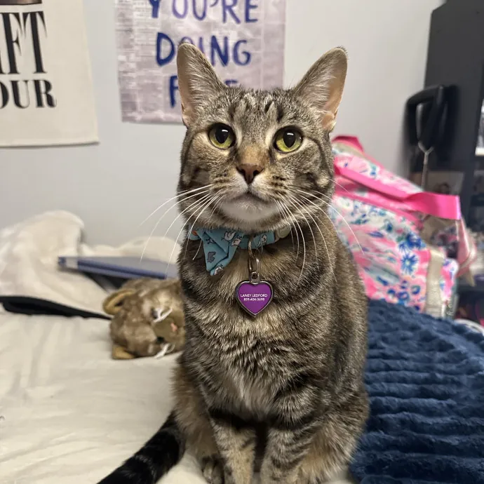 Laney The Cat Whisperer