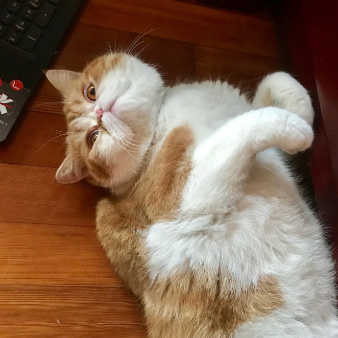 Caring And Reliable Experienced Cat Care