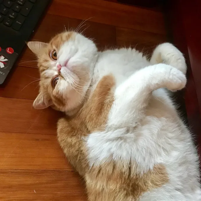 Caring And Reliable Experienced Cat Care