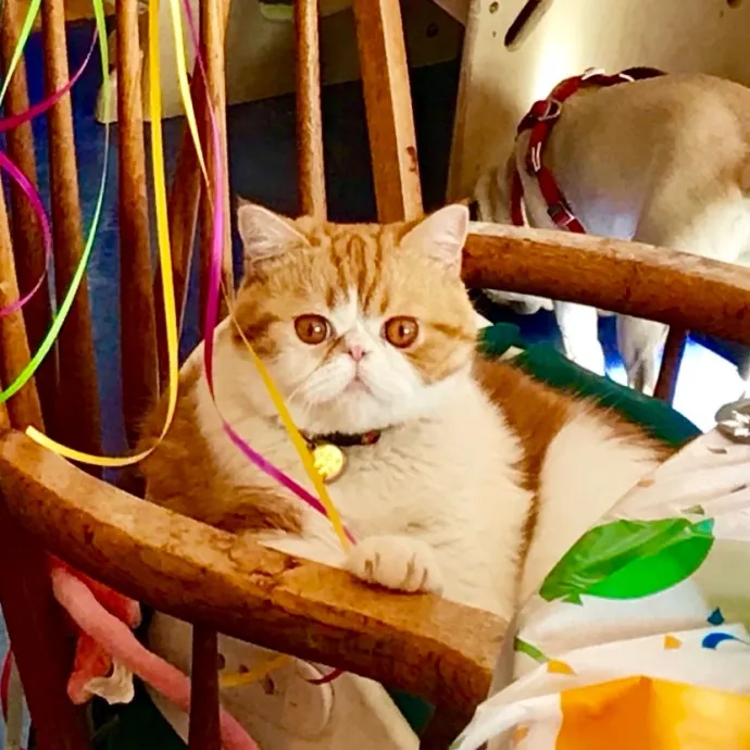 Caring And Reliable Experienced Cat Care